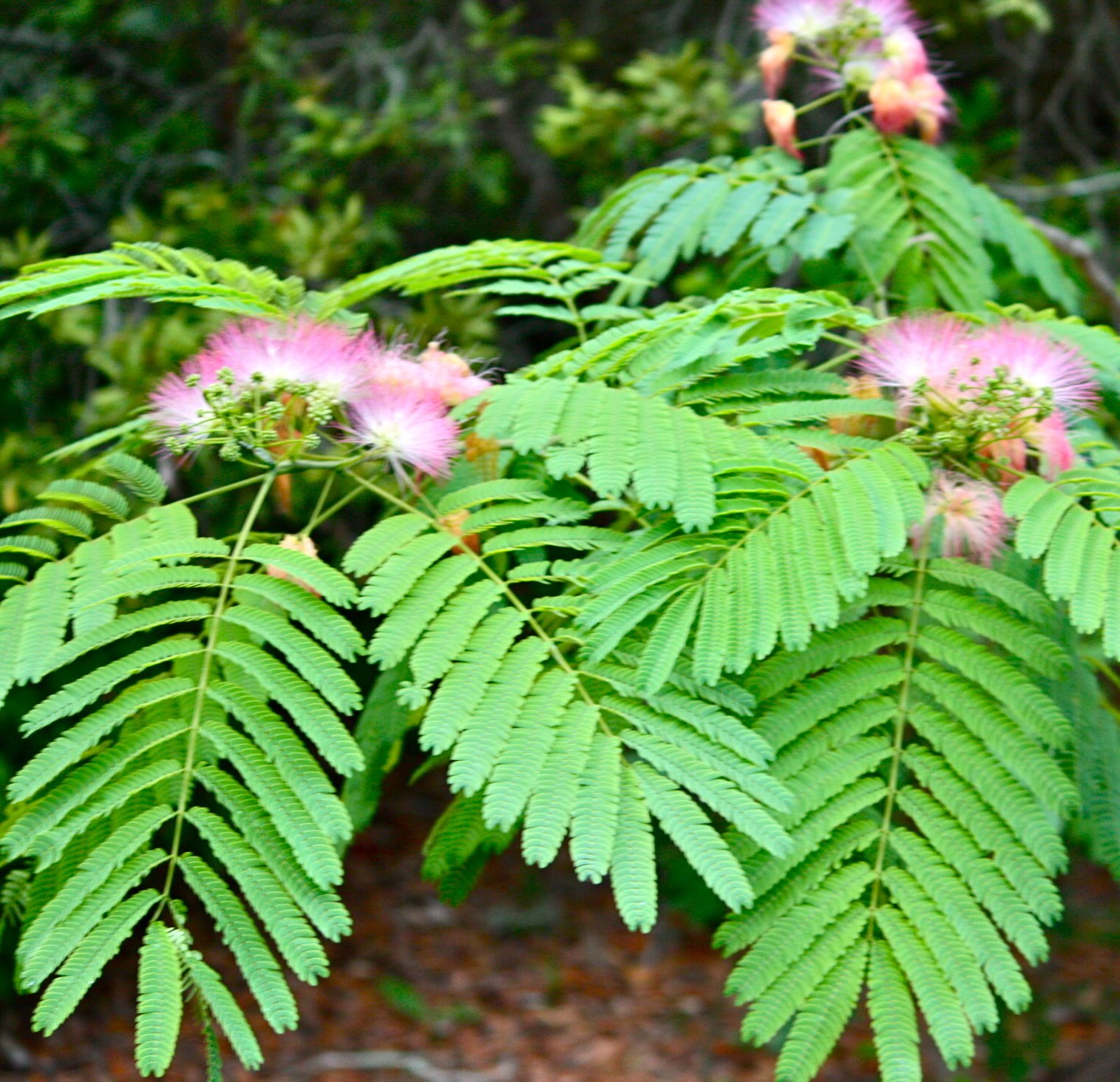 mimosa tree leaves
